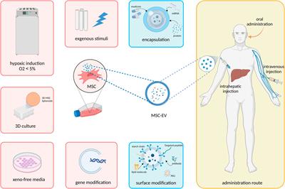 Strategies to improve the therapeutic efficacy of mesenchymal stem cell‐derived extracellular vesicle (MSC-EV): a promising cell-free therapy for liver disease